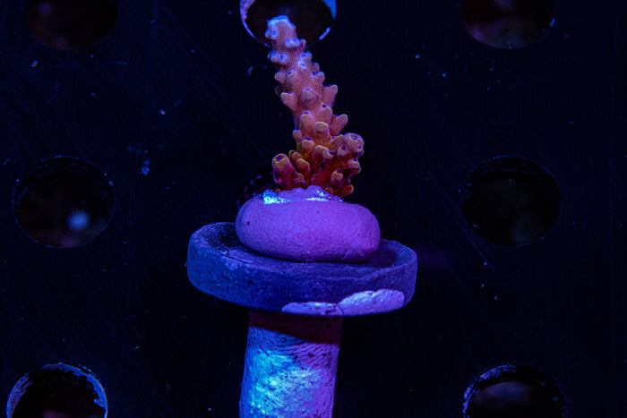 Reef Raft , Pink Cadillac