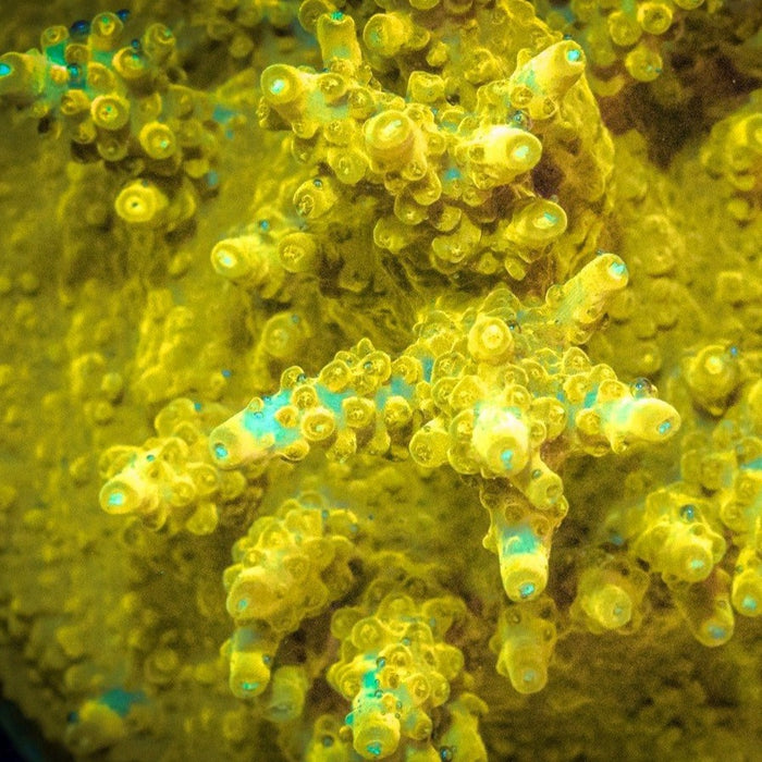 Reef Raft, Yellow Hibatchi