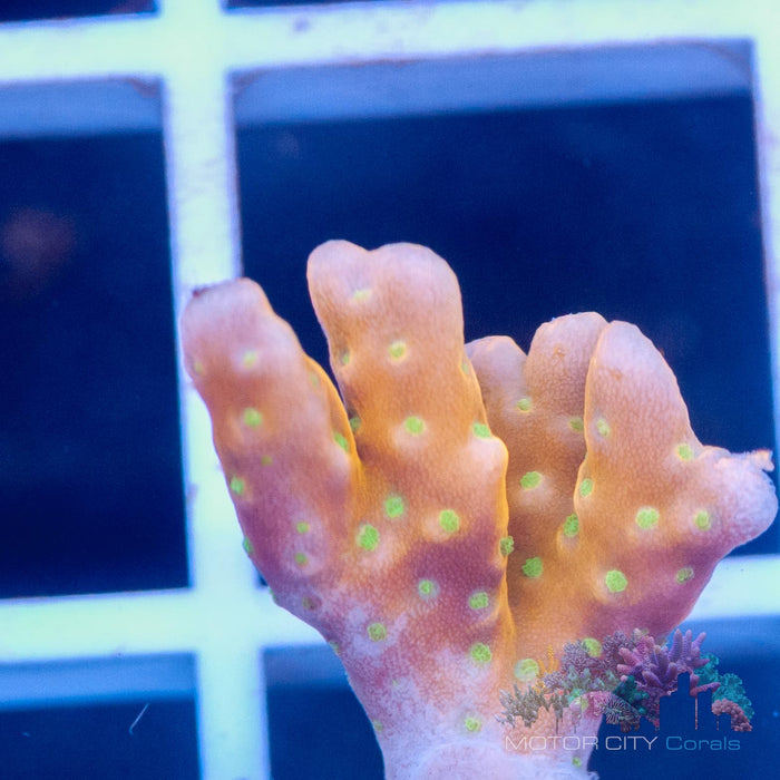 RR Tropicana Anacropora