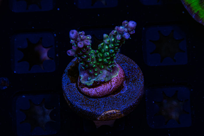 Two guys Coral, Stary night