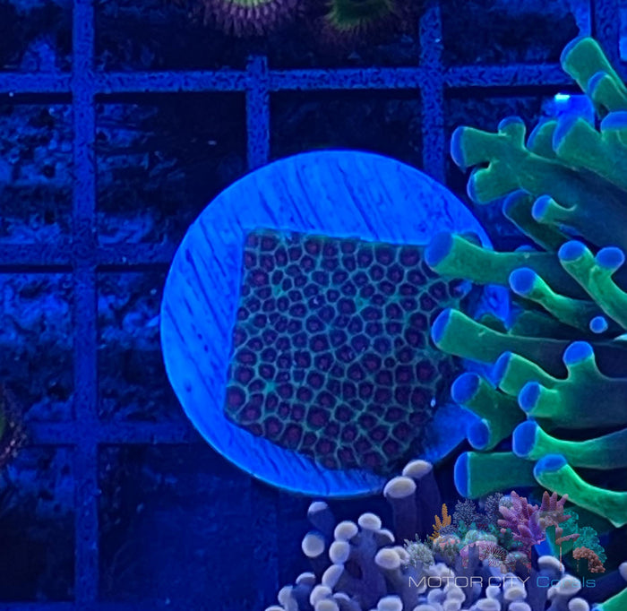 Tyree Sand Dollar Monti #5
