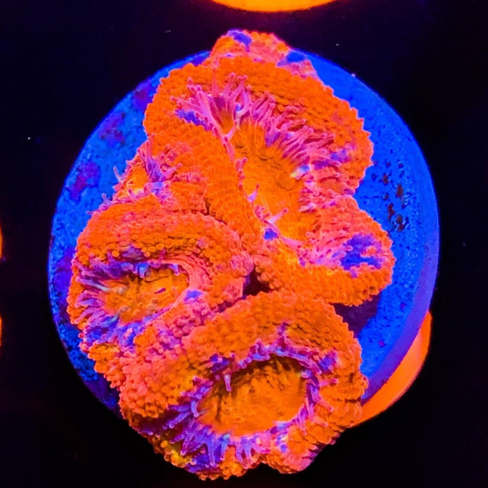 Ultra Acan