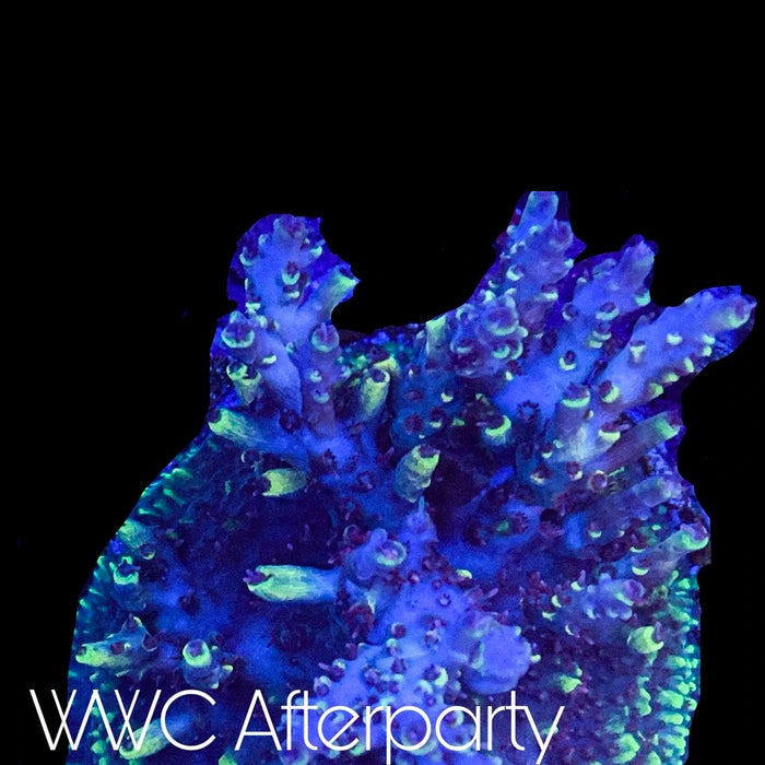 WWC, After party
