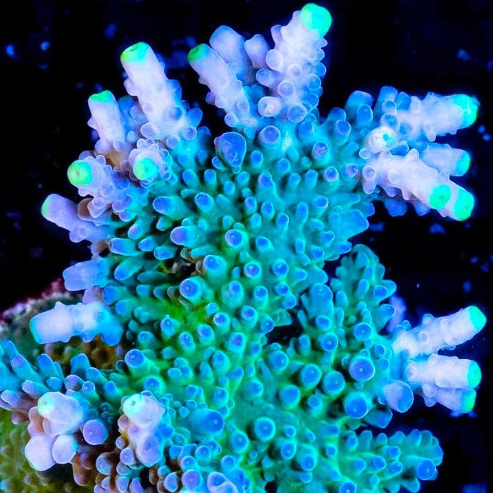 WWC Yellow Tips