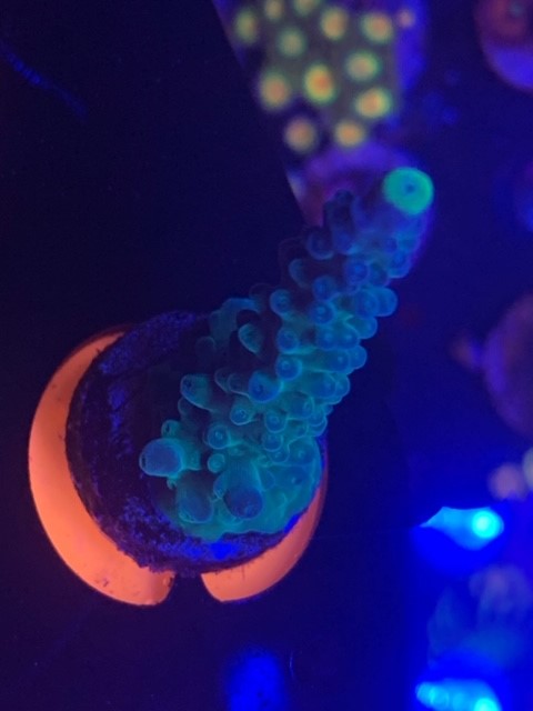 WWC Yellow Tips