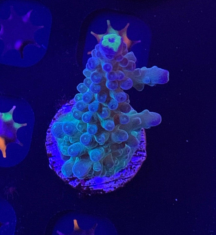 WWC Yellow tips